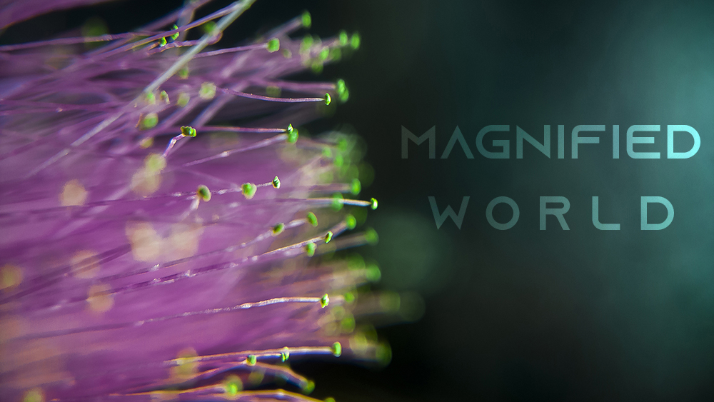 Magnified World poster